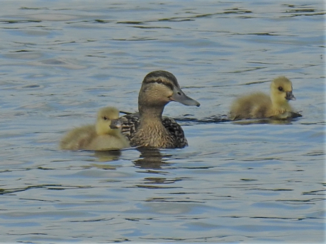 Wilde eend met kuikens