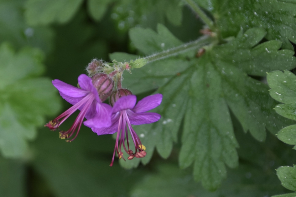 Wilde geranium - Planten - 
