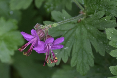 Wilde geranium