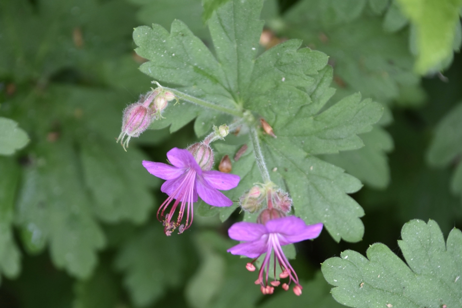 Wilde geranium - Planten - 