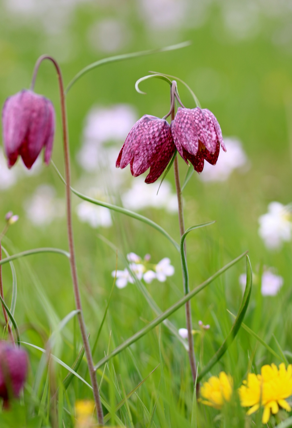 Wilde kievitsbloemen - Planten - Kievitsbloem