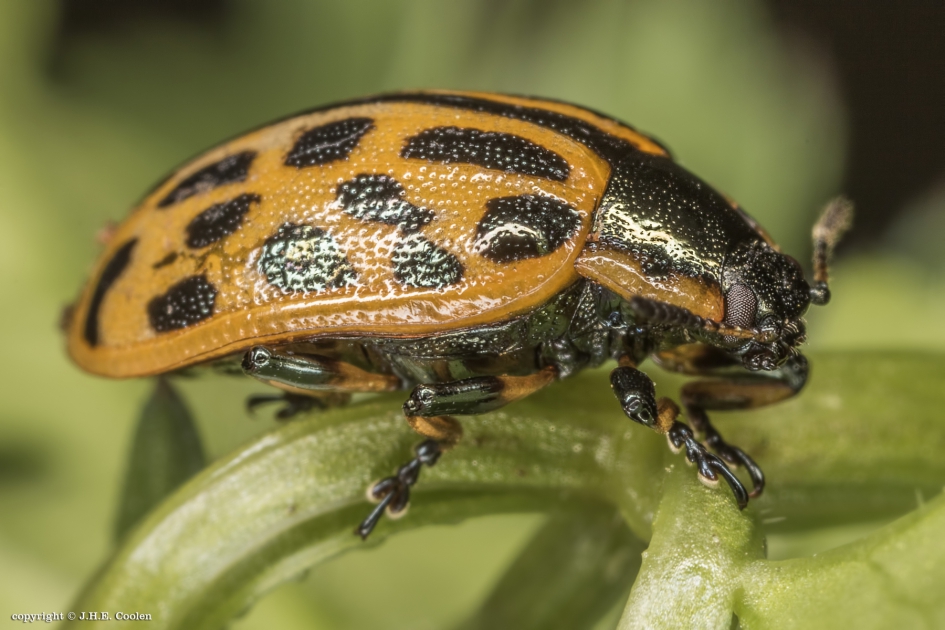 wintigstippelig wilgenhaantje - Geleedpotigen - Twintigstippelig wilgenhaantje