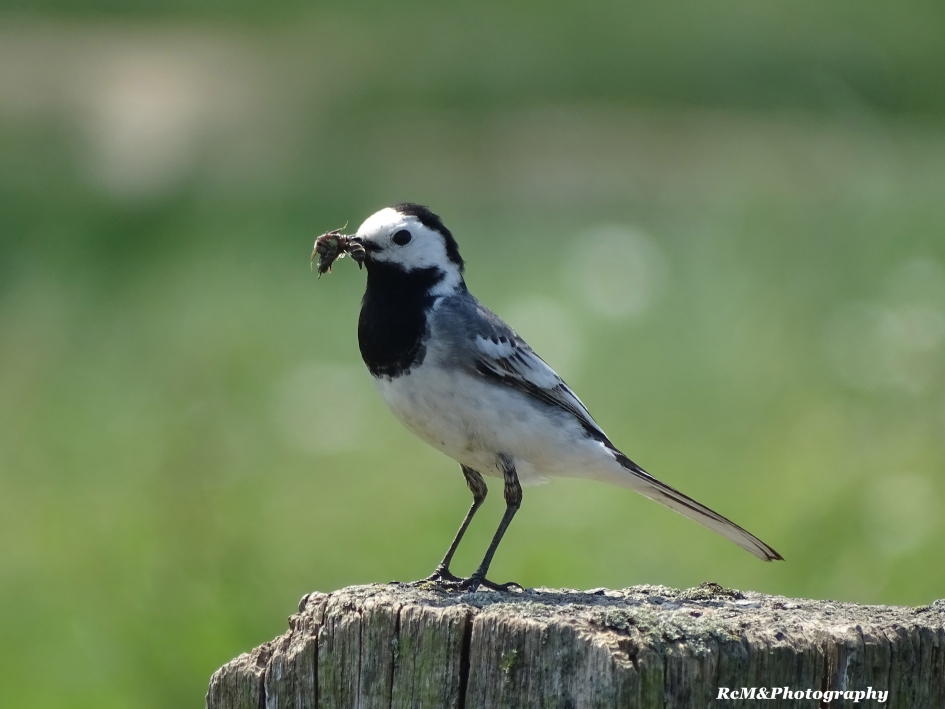 Witte kwikstaart. - Vogels - Witte kwikstaart.