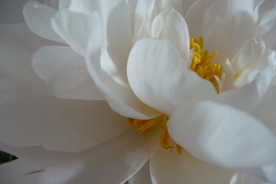 Witte pioenroos - Planten - 