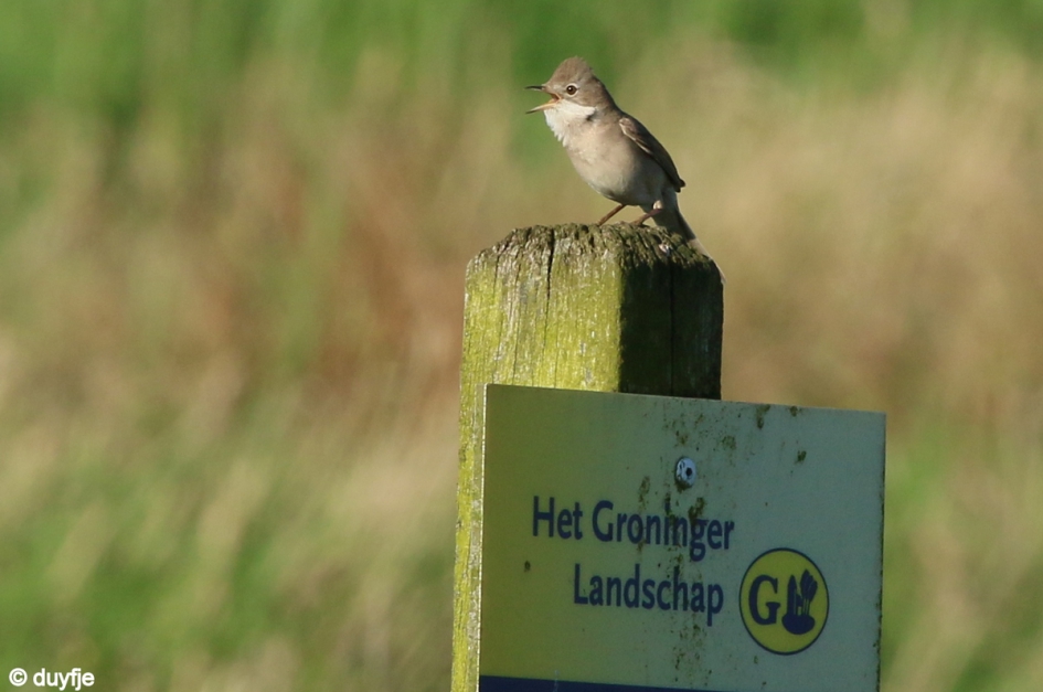 Word allen lid van...... - Vogels - Grasmus