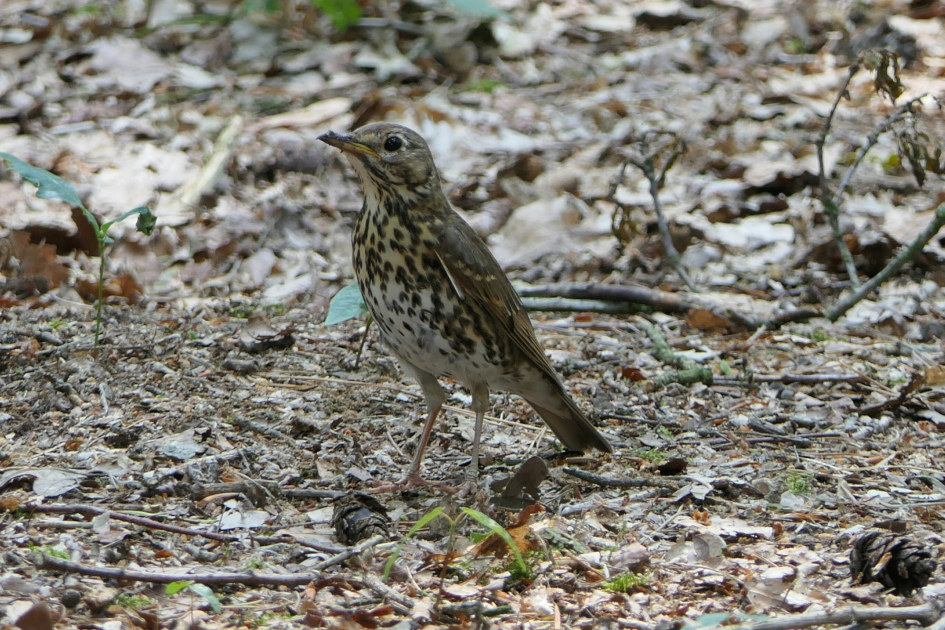 Zanglijster - Vogels - Zanglijster