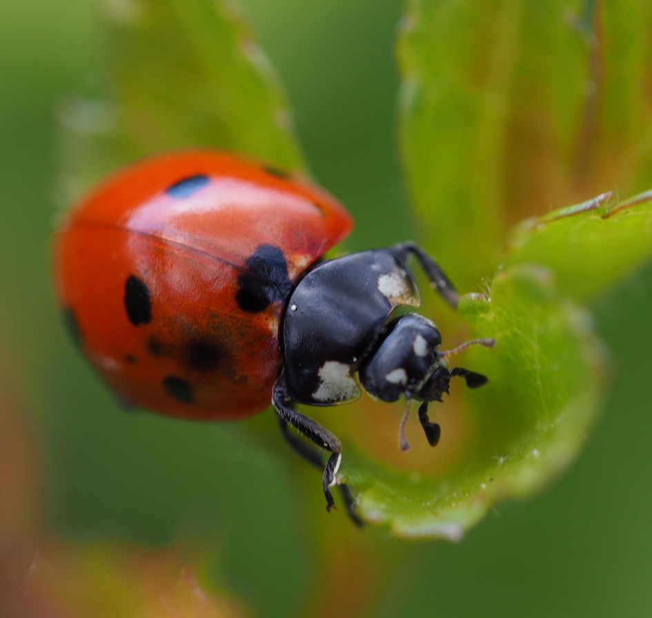 Ze blijven leuk! - Geleedpotigen - Lieveheersbeestje