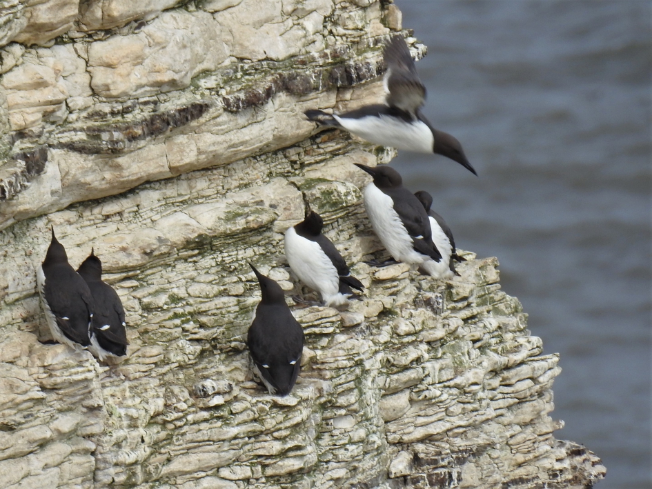 Zeekoeten op een steile klif - Vogels - Zeekoet