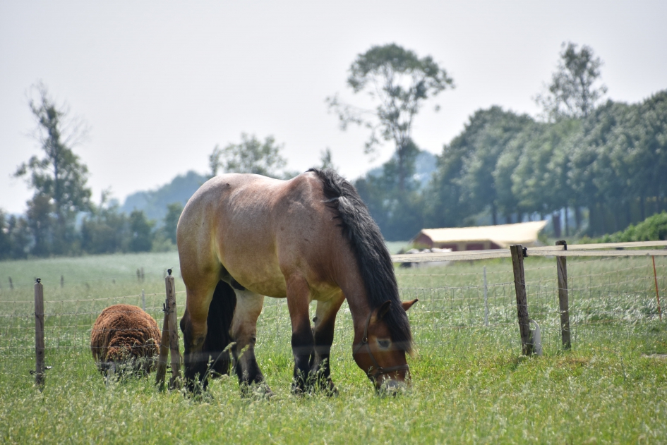 Zeeuws paard - Zoogdieren - 