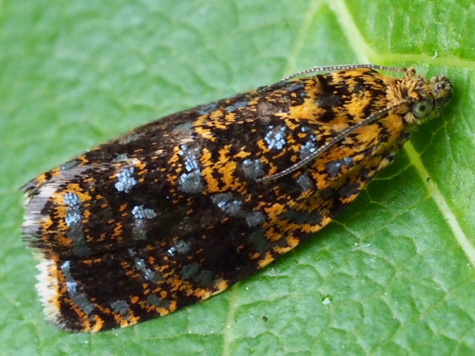 Zenegroenbladroller - Geleedpotigen - Zenegroenbladroller