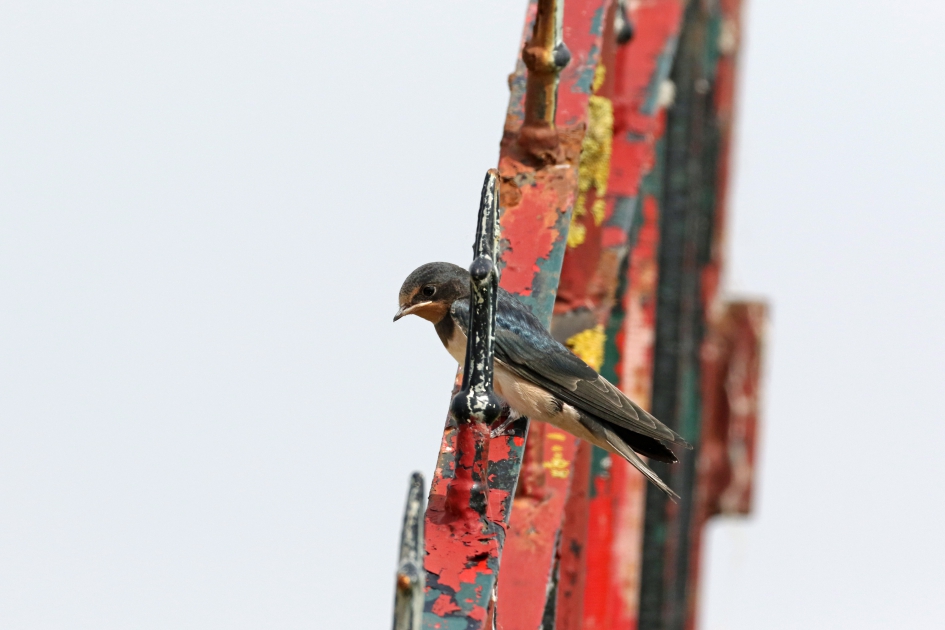 Zit ik op een Karel Appel? - Vogels - 