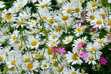 Zomerse margrieten