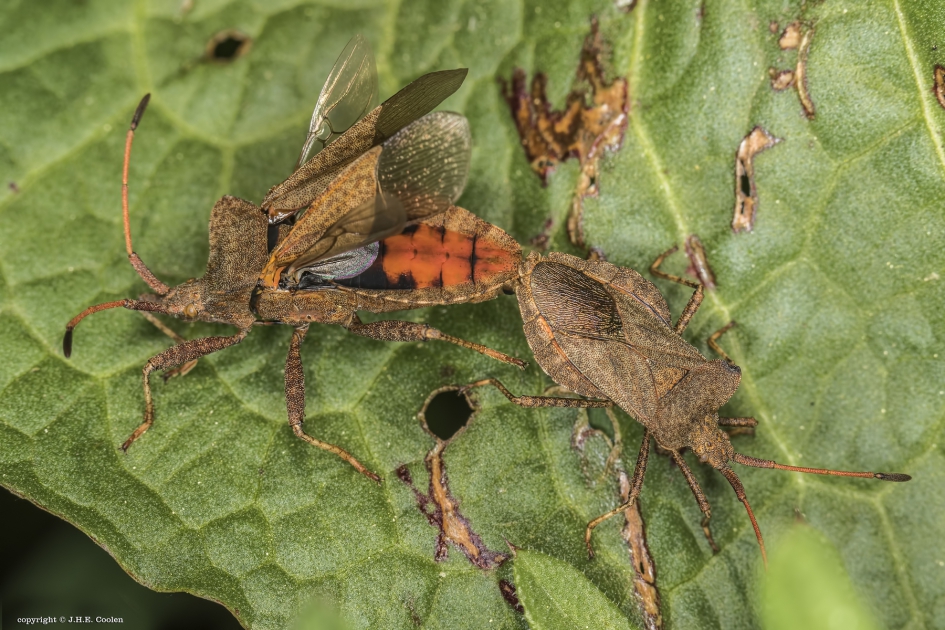 Zuringwantsen - Geleedpotigen - Zuringwants