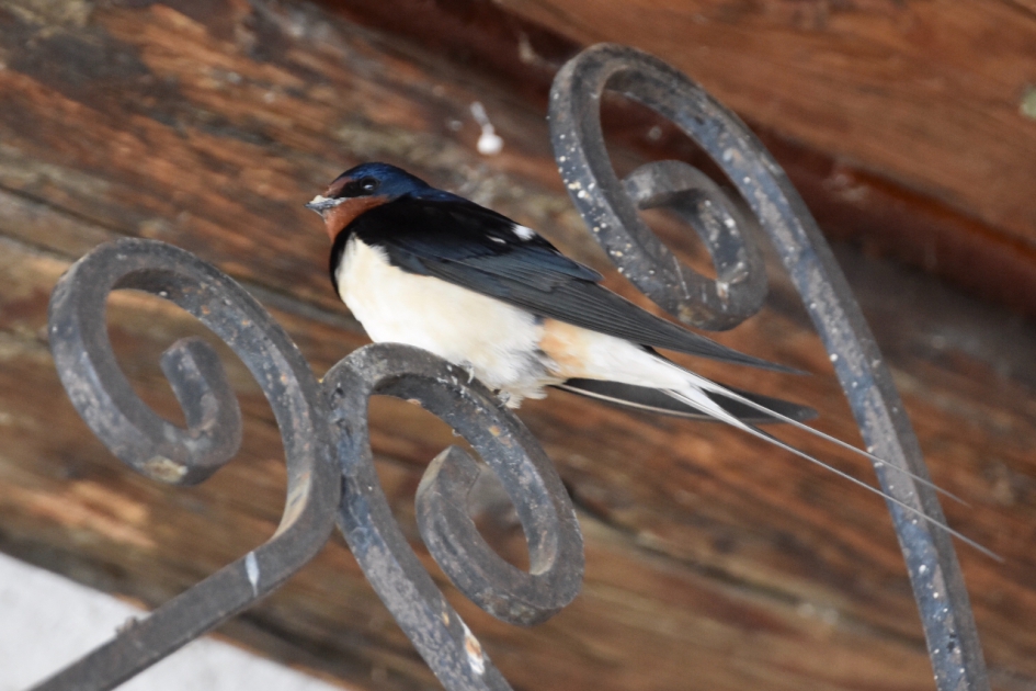 Boerenzwaluw - Vogels - 