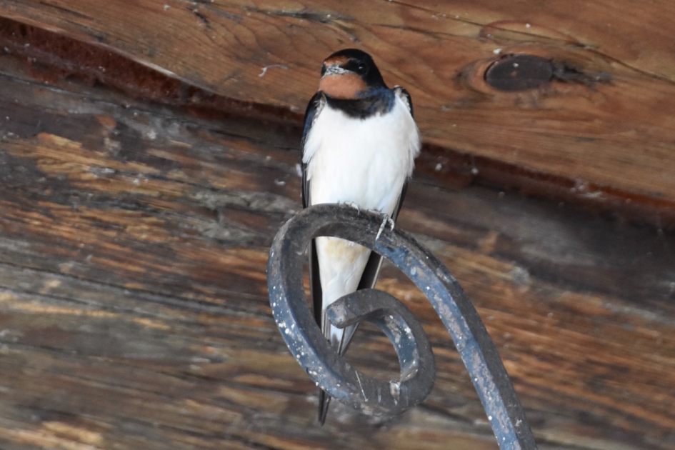 Boerenzwaluw - Vogels - 