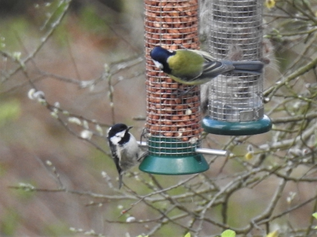 Zwarte mees en koolmees bij voedertoren