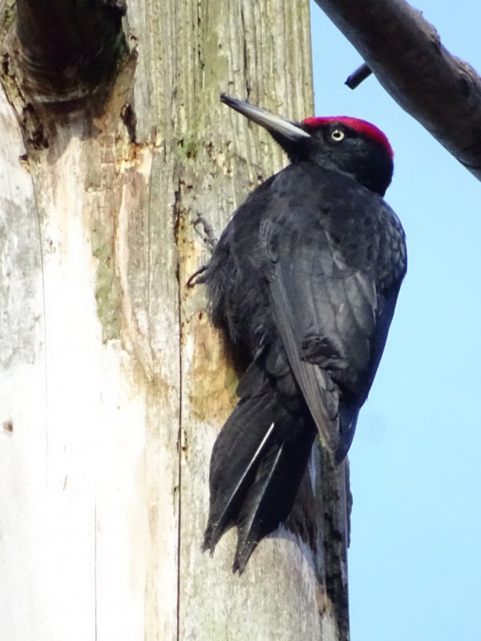 Zwarte specht - Vogels - 