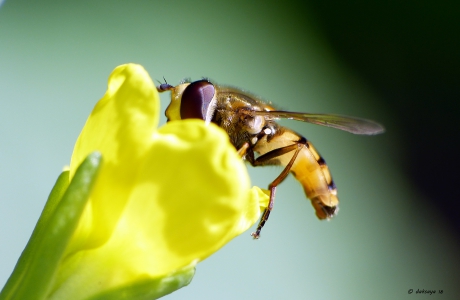 Zweefvlieg