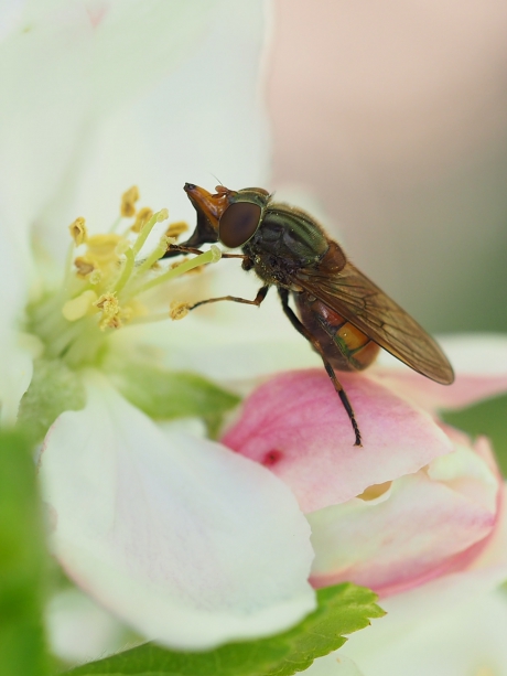 Zweefvlieg op appelbloesm
