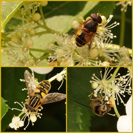 Zweefvliegen op klimhortensia