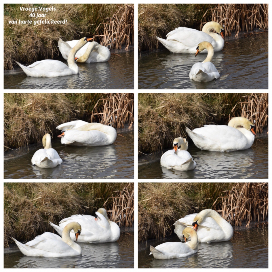 Felicitatie, 40 jaar!! - Vogels - 