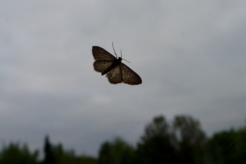 Aan de buitenkant van het raam - Geleedpotigen - 