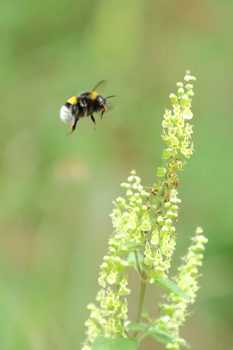 aardhommel - Geleedpotigen - 