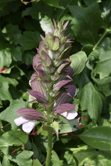 Acanthus