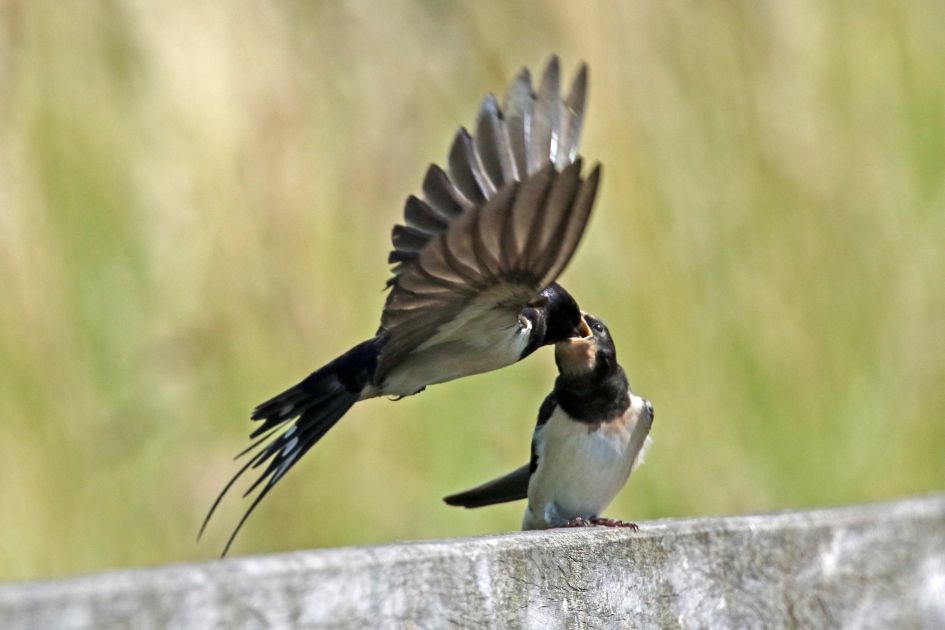 Ah lekker! - Vogels - Boerenzwaluwen