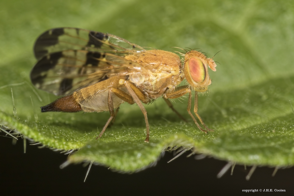 Akkerdistelboorvlieg - Geleedpotigen - Akkerdistelboorvlieg