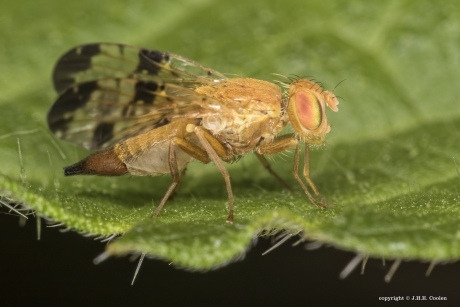 Akkerdistelboorvlieg