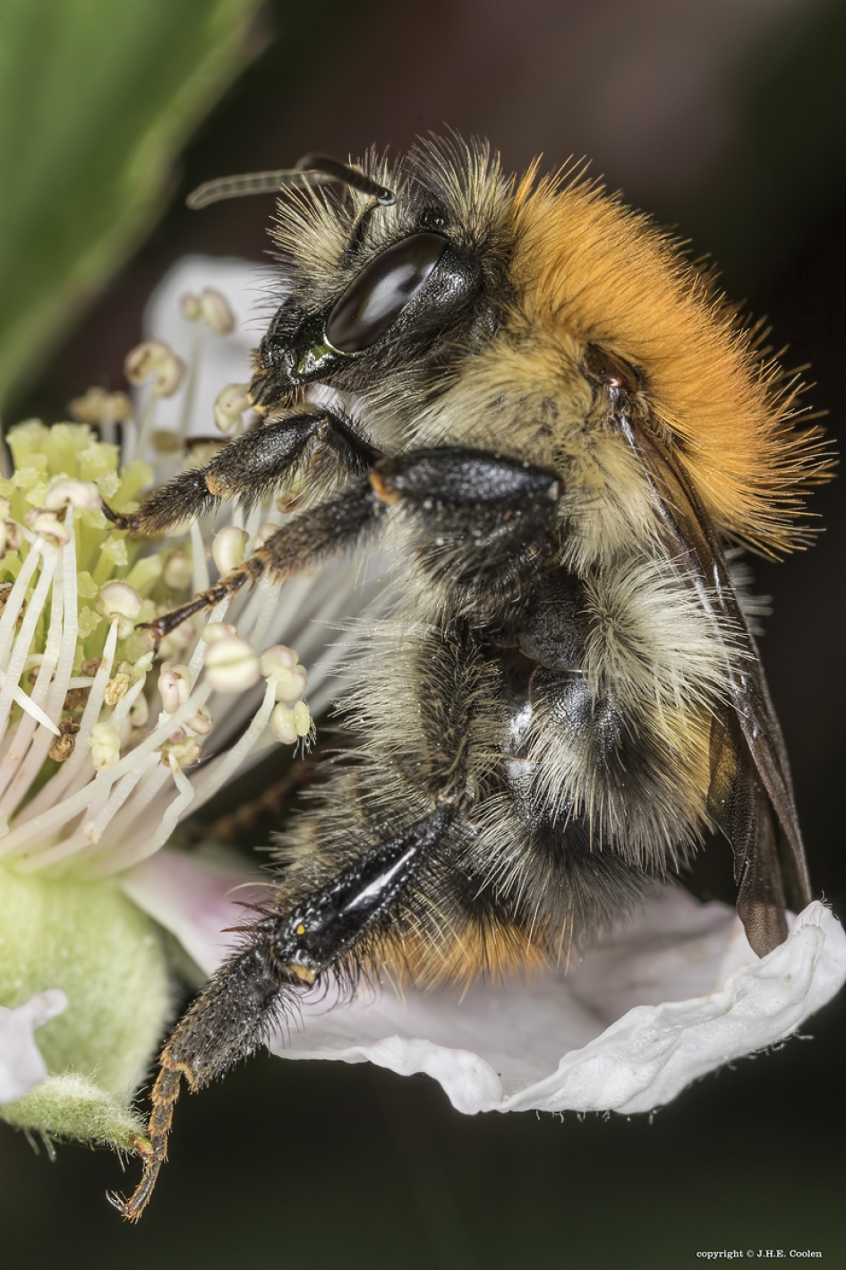 Akkerhommel - Geleedpotigen - Akkerhommel