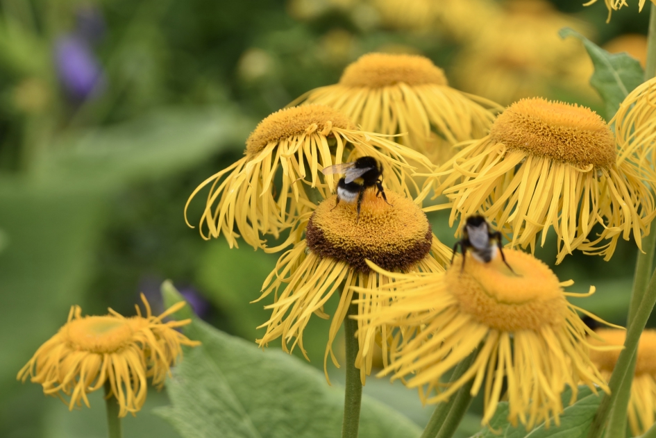 Alant met bezoek - Planten - 