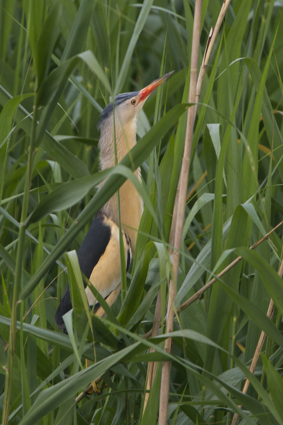 Alert - Vogels - Woudaap