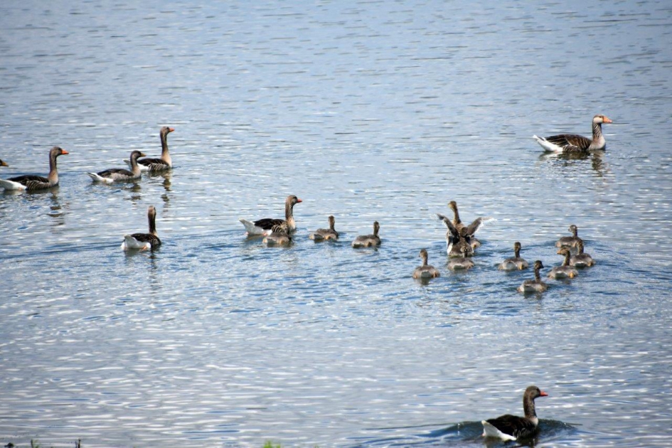 Allemaal te water - Vogels - 
