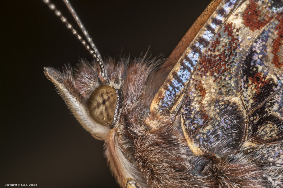 Atalanta - Geleedpotigen - Atalanta of admiraalvlinder