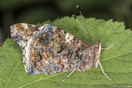 Atalanta (Vanessa atalanta)
