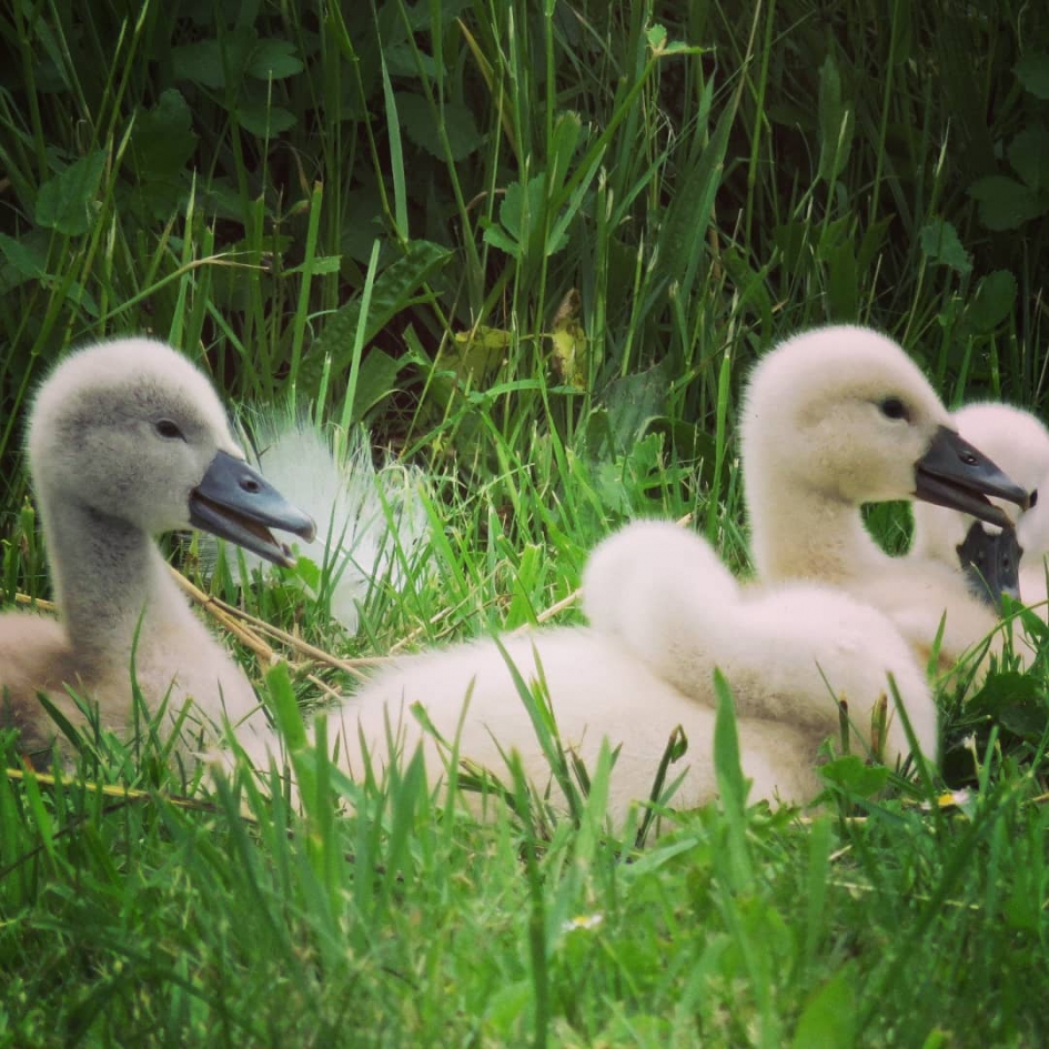 Babyzwaantjes - Vogels - 