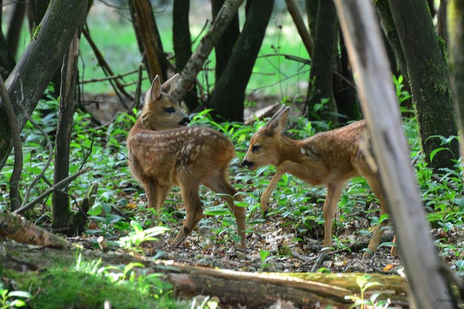 Bambi tweeling - Zoogdieren - Ree