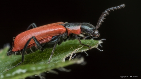 Basterdweekschildkever (Anthocomus rufus)