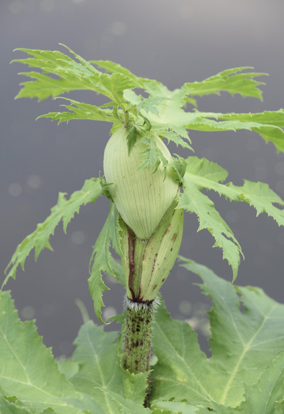 Berenklauw - Planten - 