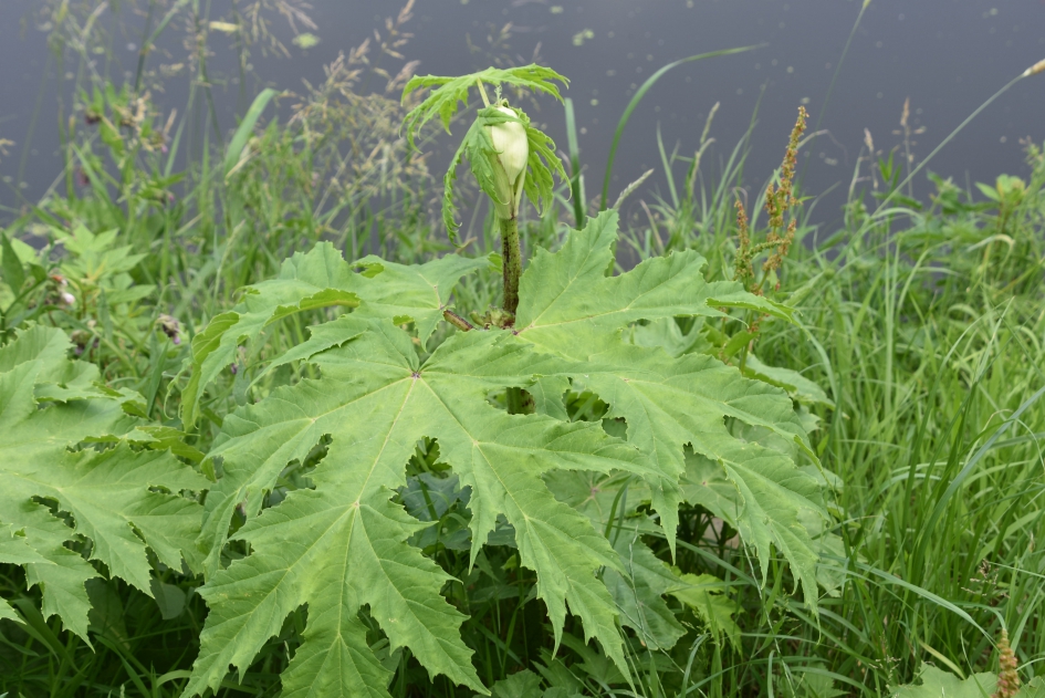 Berenklauw - Planten - 
