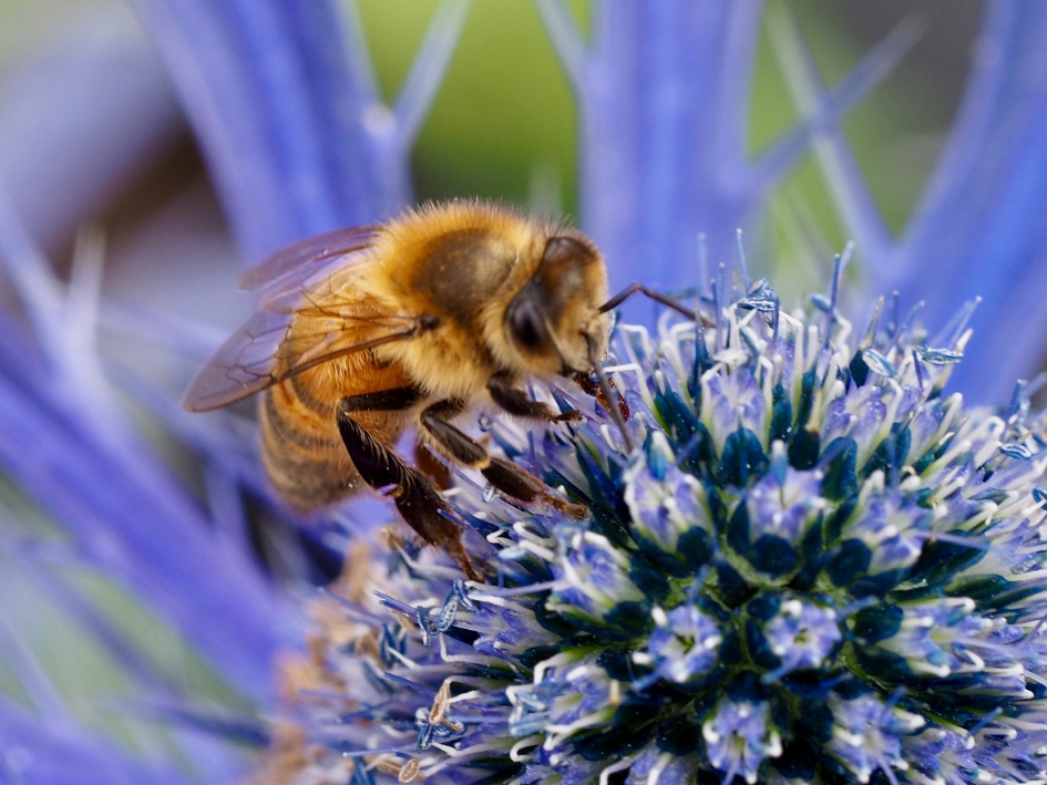 Bijentrekker - Geleedpotigen - Bij