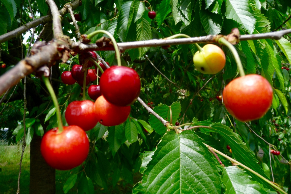 Bijna rijp - Planten - 