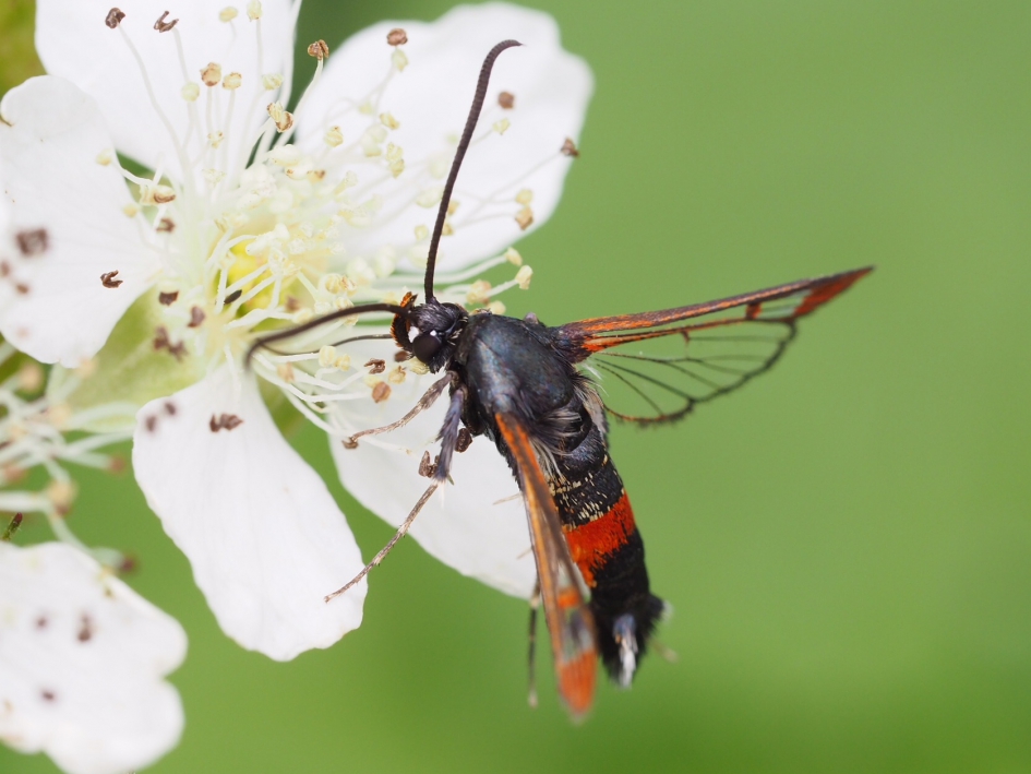 Bijzonder insect op de braam - Geleedpotigen - Appelglasvlinder
