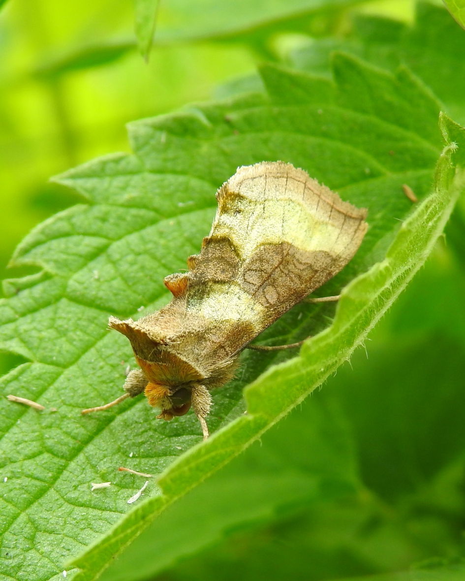 Bijzondere verschijning - Geleedpotigen - Koperuil