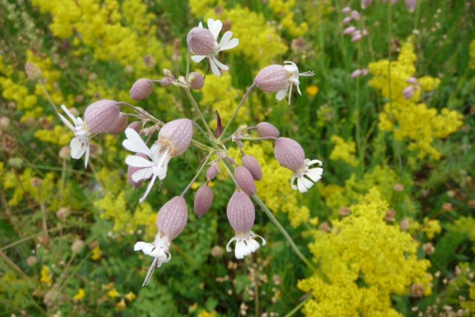 Blaassilene - Planten - 