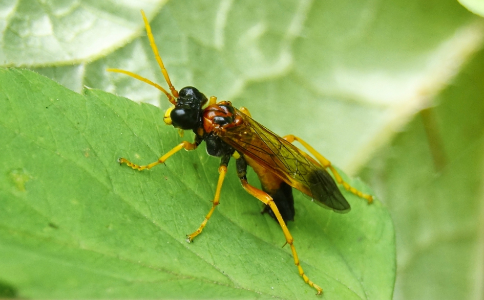 Bladwesp - Geleedpotigen - uit de familie van de echte bladwespen