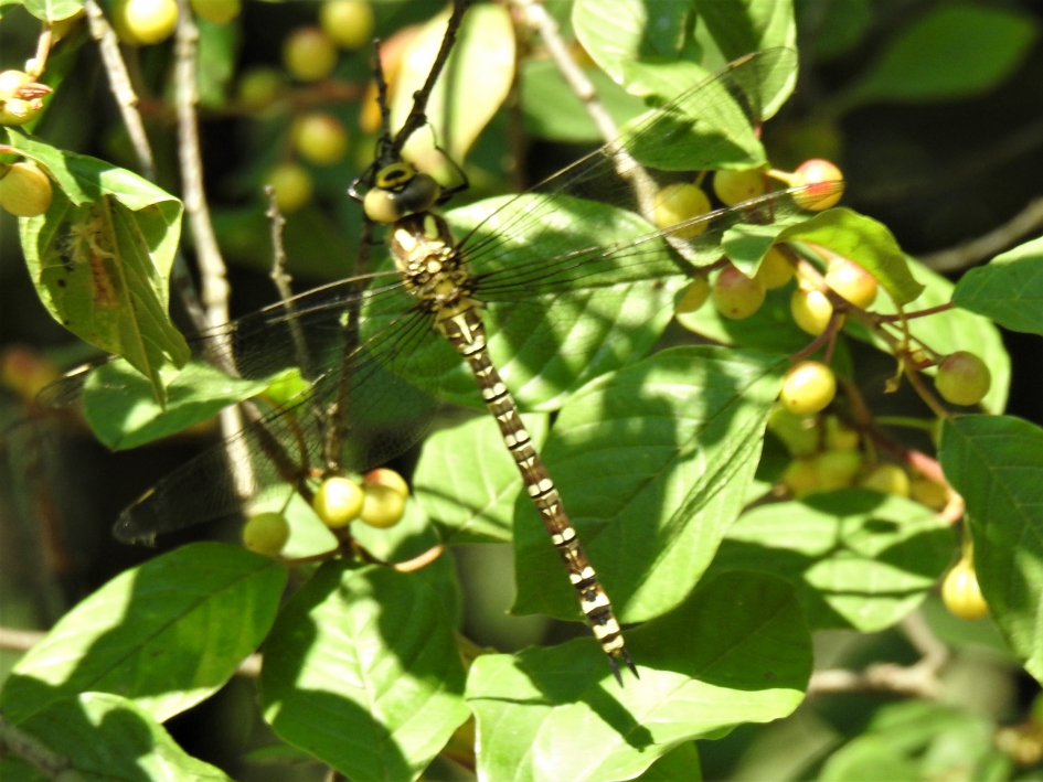 Blauwe glazenmaker - Geleedpotigen - Blauwe glazenmaker