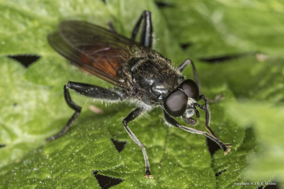 Bloedrode bladloper - Geleedpotigen - Bloedrode bladloper
